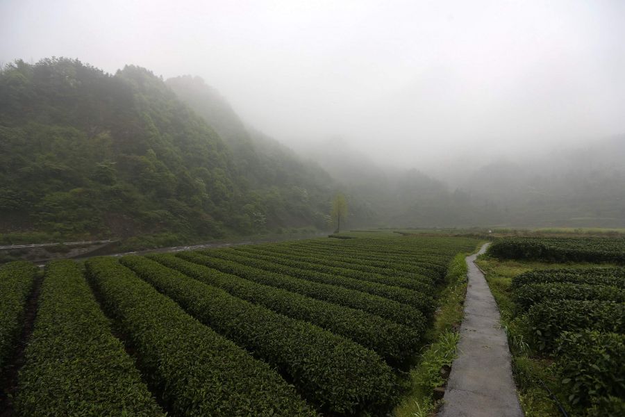 農(nóng)行重慶秀山支行通過公司、基地、農(nóng)戶支持當(dāng)?shù)剞r(nóng)民走上脫民致富